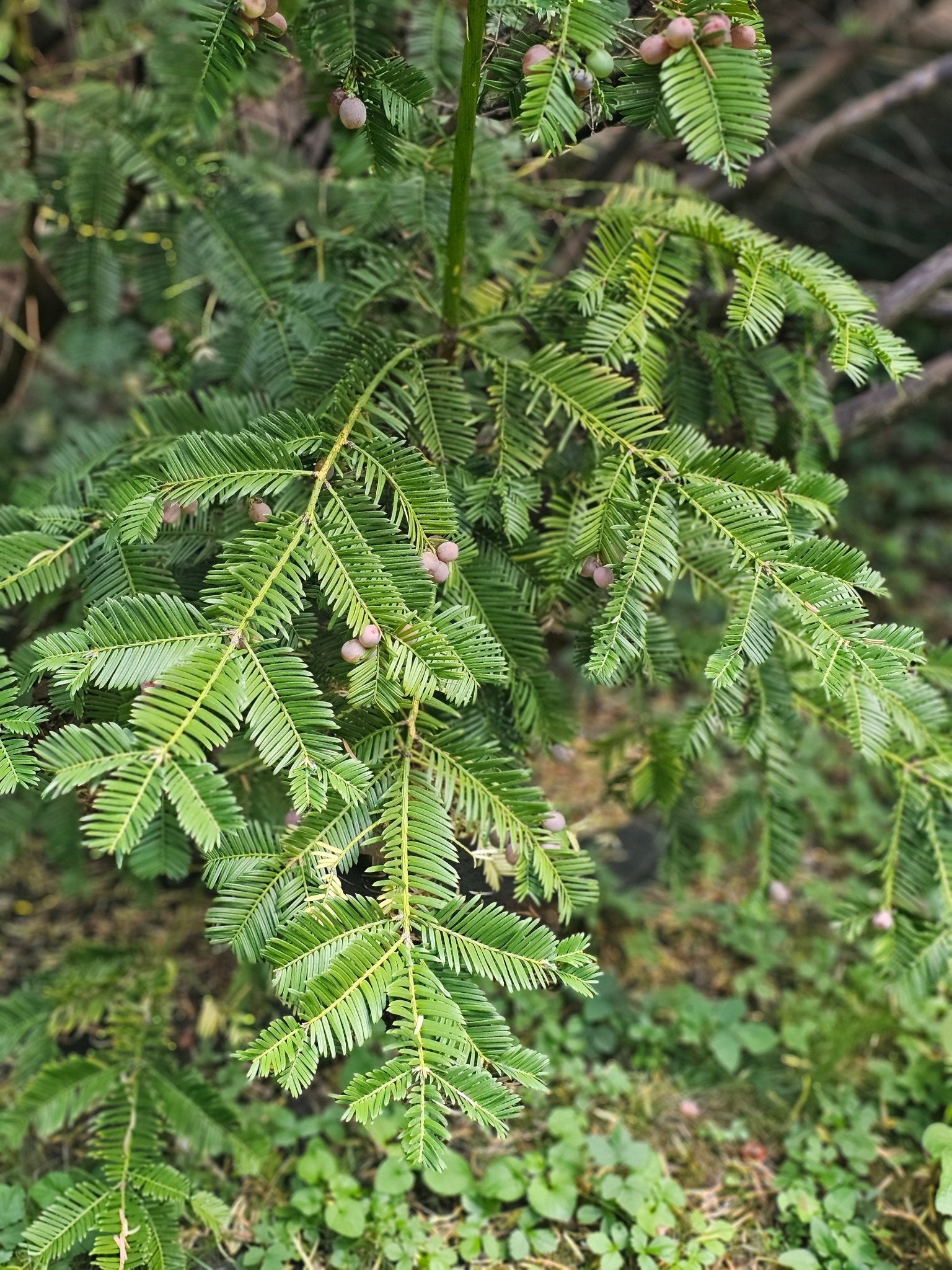 Cephalotaxus harringtonia var.koreana - Herrenkamper Gärten - Pflanzenraritäten