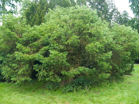 Cephalotaxus harringtonii var. dupacea - Herrenkamper Gärten - Pflanzenraritäten