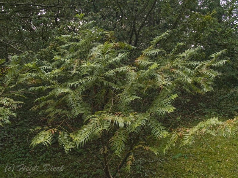 Cephalotaxus sinensis - Herrenkamper Gärten - Pflanzenraritäten