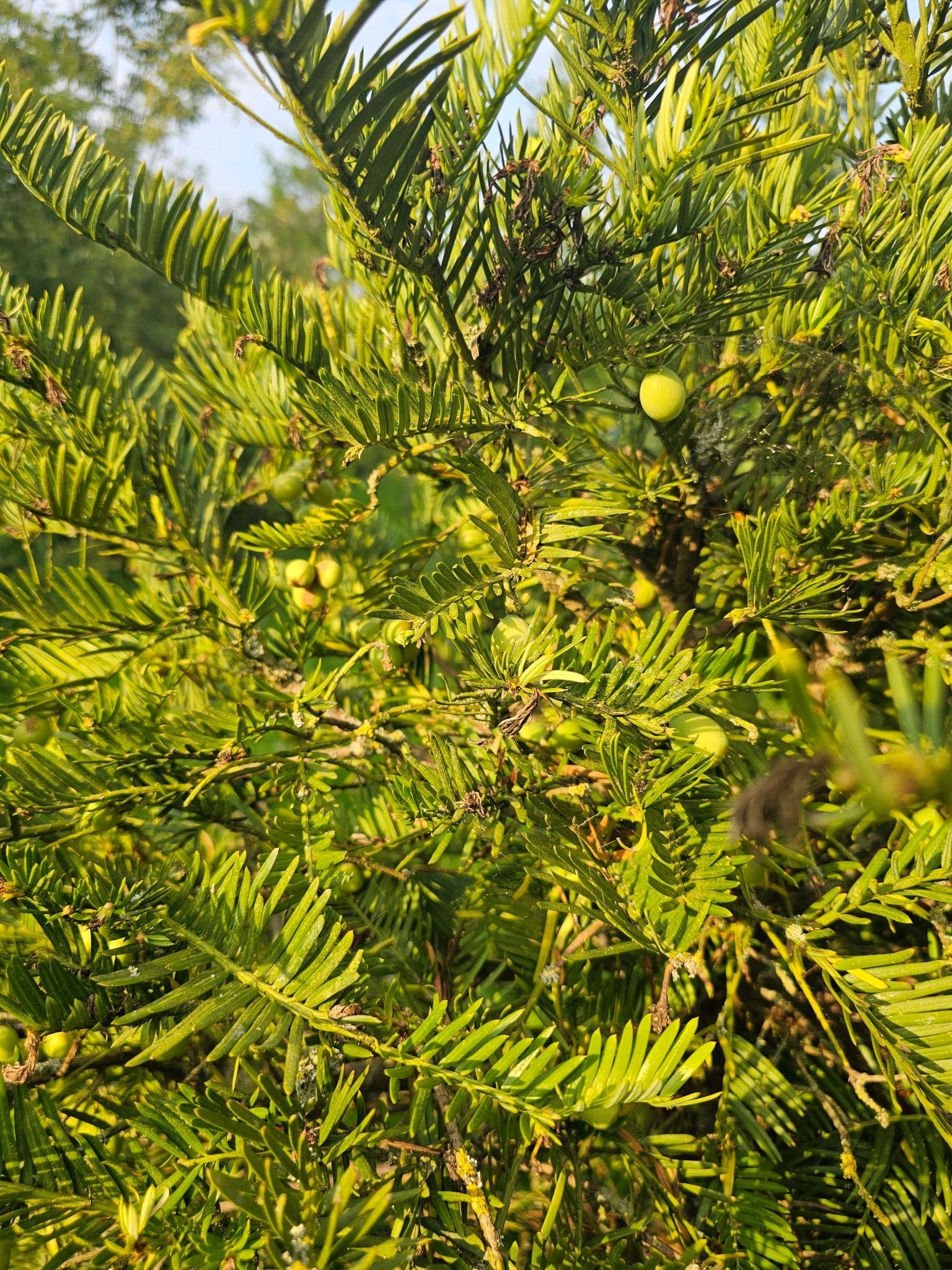 Cephalotaxus sinensis - Herrenkamper Gärten - Pflanzenraritäten