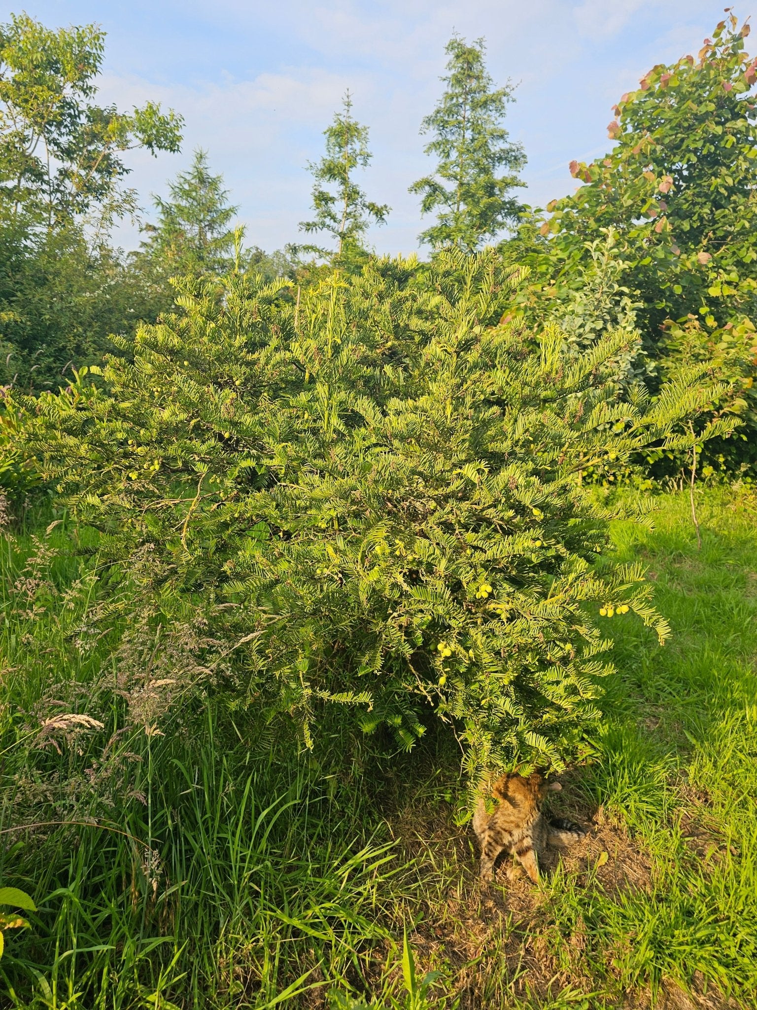 Cephalotaxus sinensis - Herrenkamper Gärten - Pflanzenraritäten