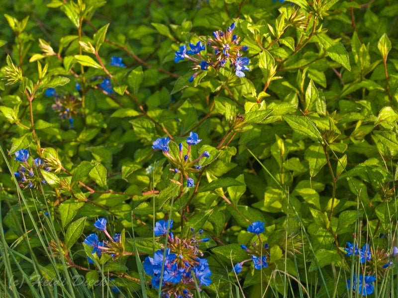 Ceratostigma willmottianum - Herrenkamper Gärten - Pflanzenraritäten