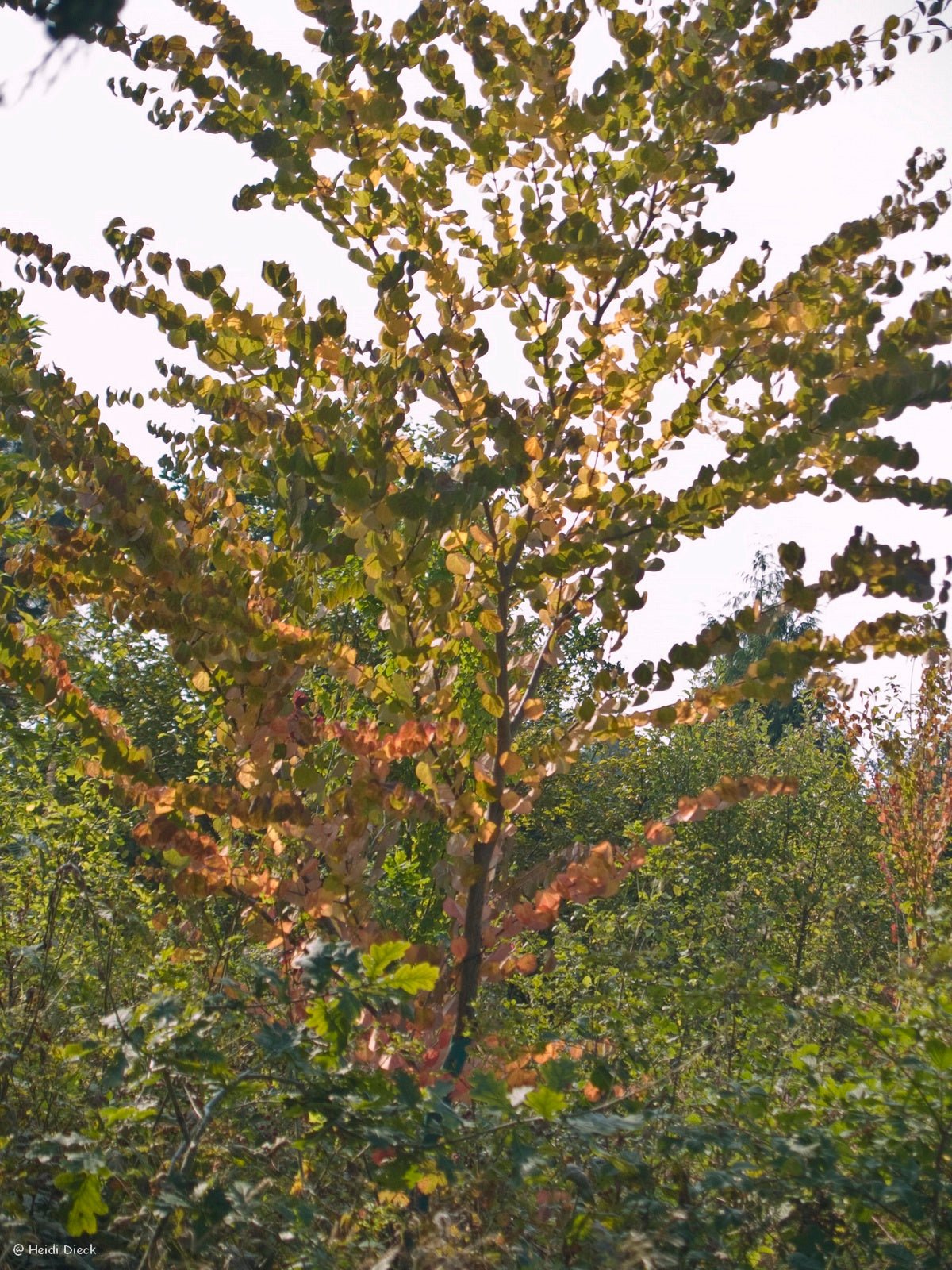 Cercidiphyllum japonicum - Herrenkamper Gärten - Pflanzenraritäten