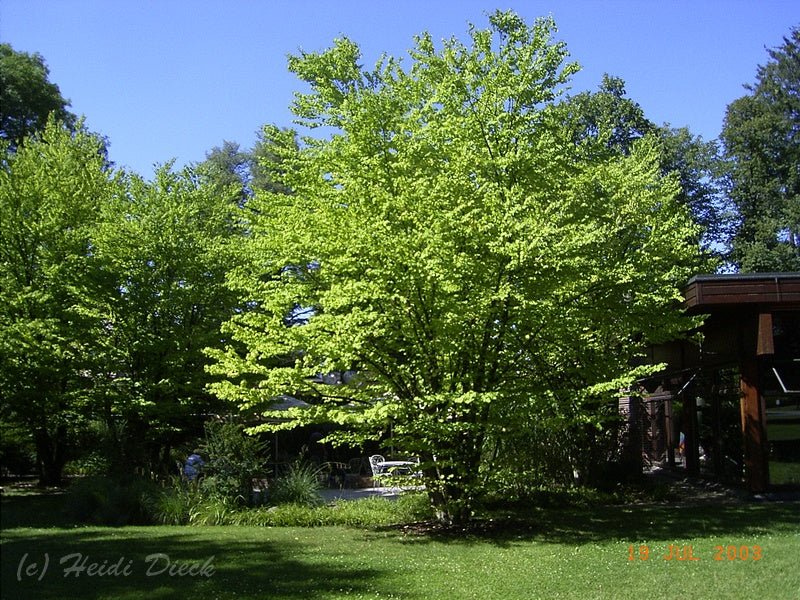 Cercidiphyllum japonicum - Herrenkamper Gärten - Pflanzenraritäten