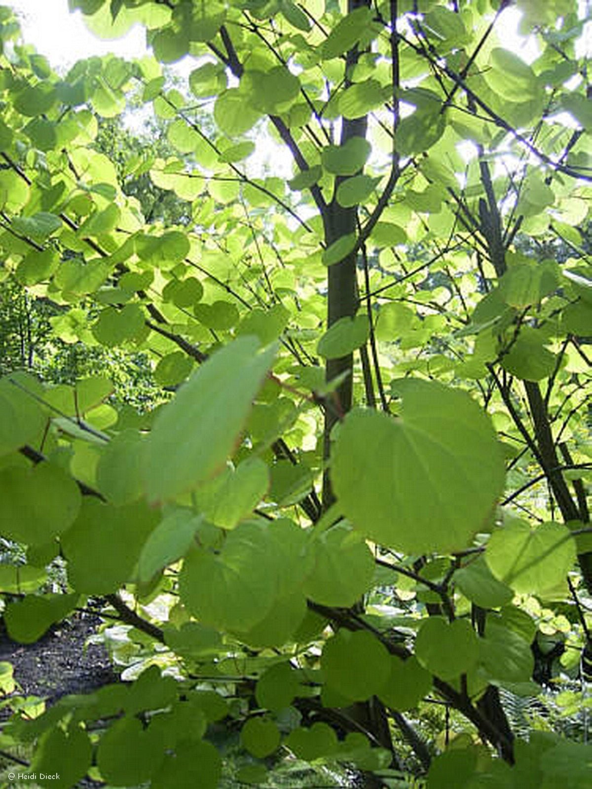 Cercidiphyllum japonicum - Herrenkamper Gärten - Pflanzenraritäten