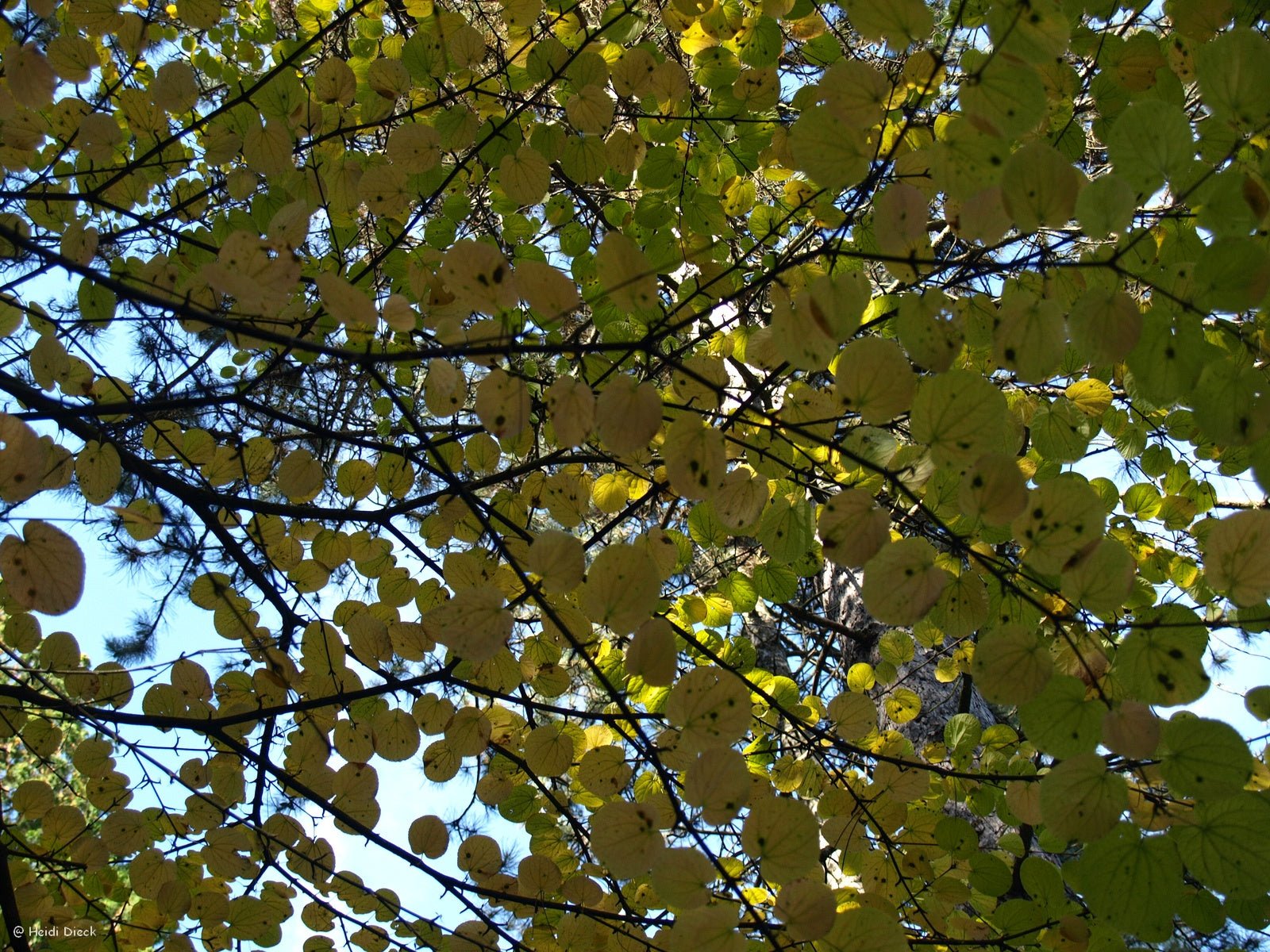 Cercidiphyllum japonicum magnificum - Herrenkamper Gärten - Pflanzenraritäten