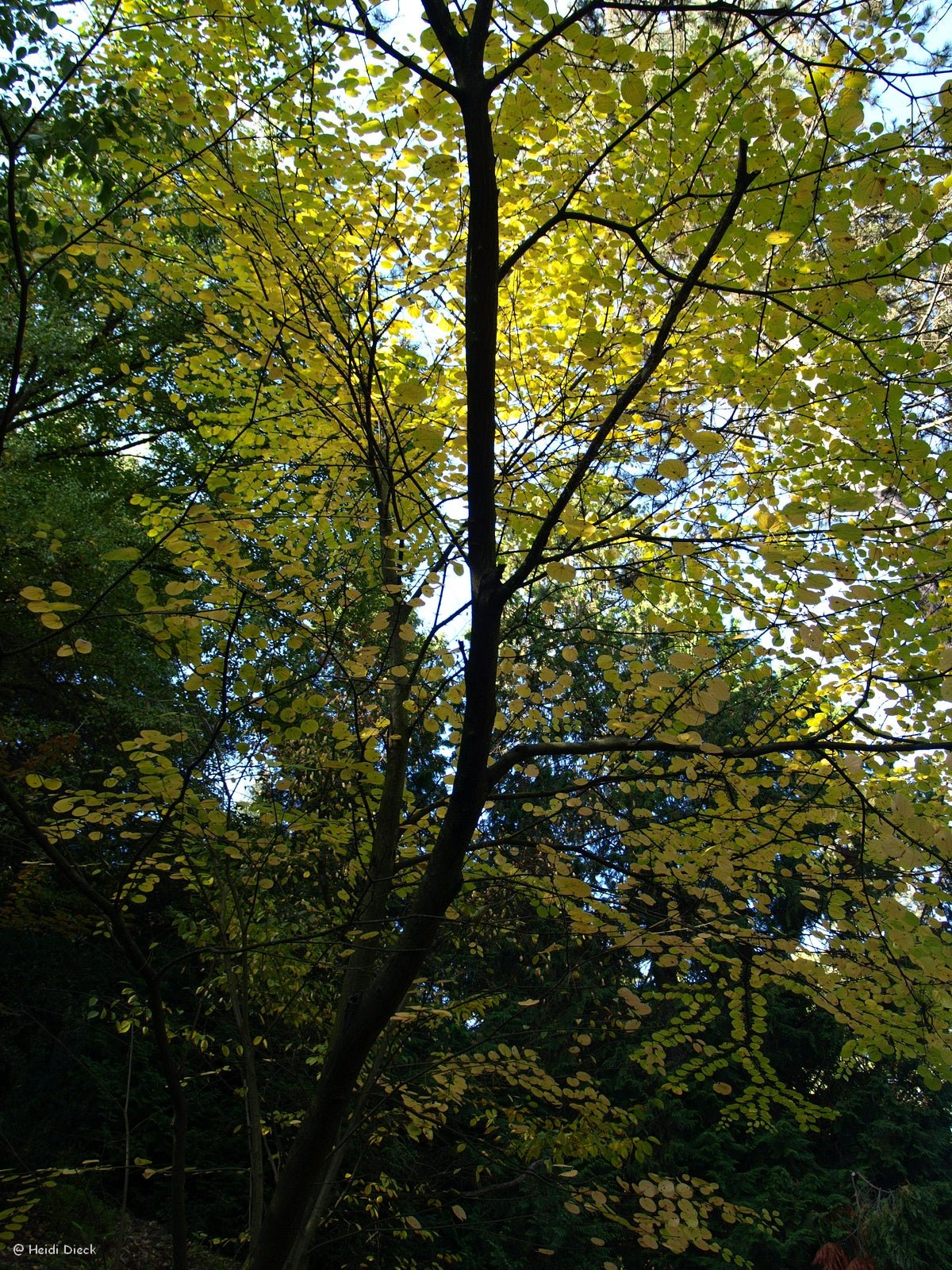 Cercidiphyllum japonicum magnificum - Herrenkamper Gärten - Pflanzenraritäten