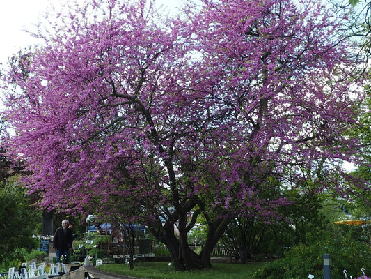 Cercis canadensis - Herrenkamper Gärten - Pflanzenraritäten