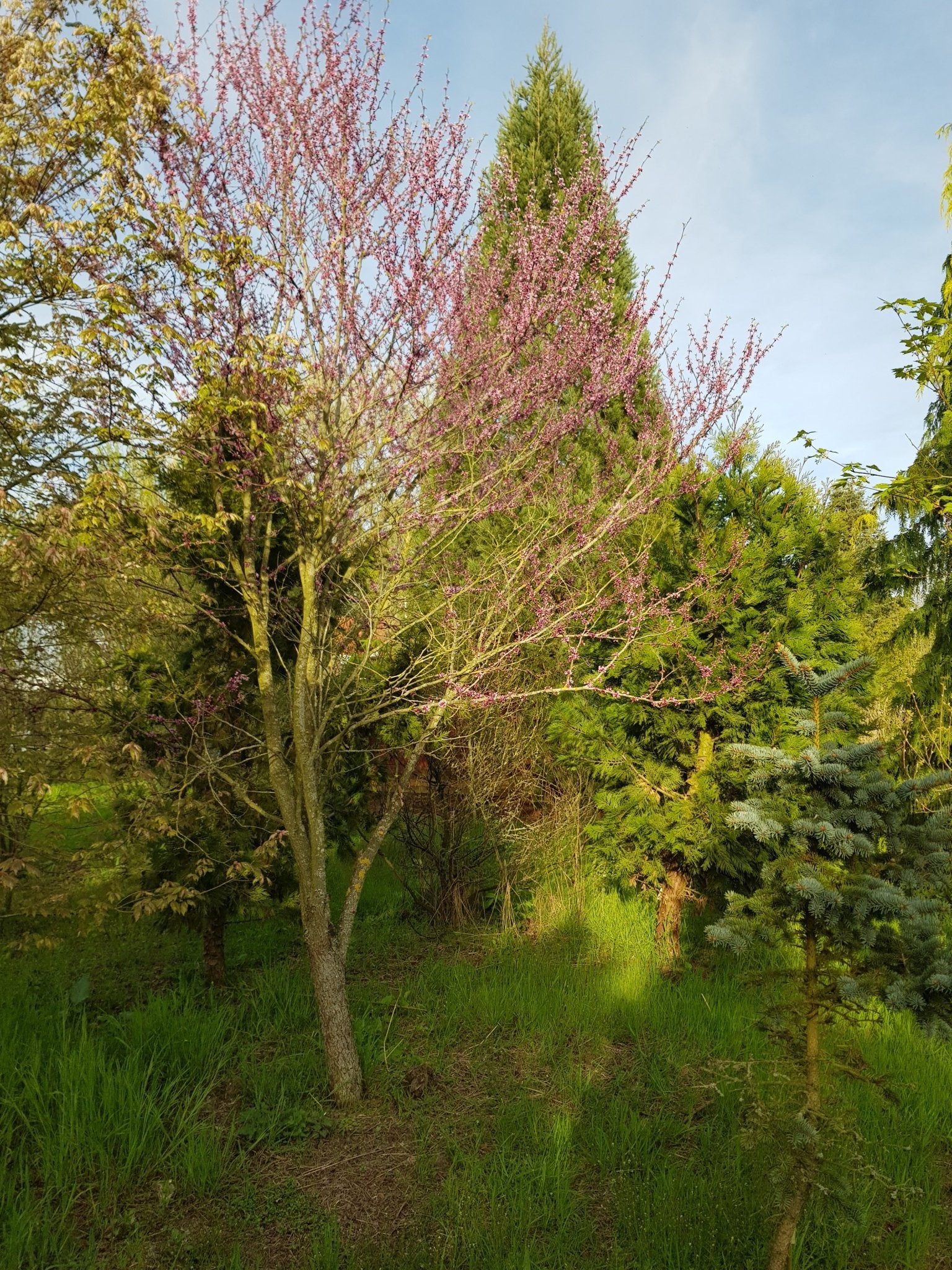 Cercis canadensis - Herrenkamper Gärten - Pflanzenraritäten