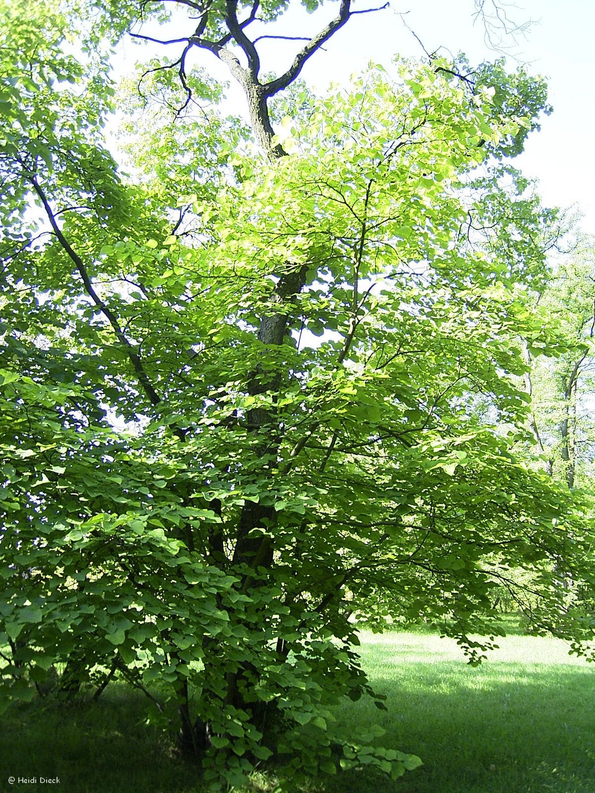 Cercis canadensis - Herrenkamper Gärten - Pflanzenraritäten