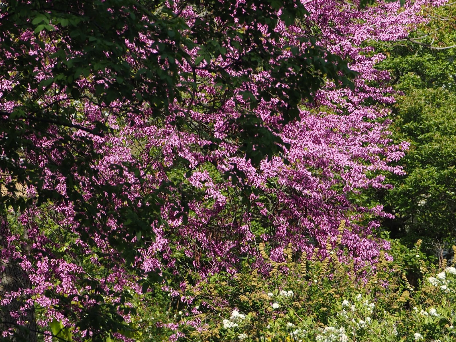 Cercis canadensis - Herrenkamper Gärten - Pflanzenraritäten