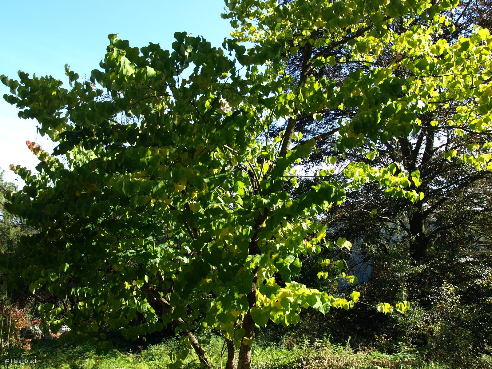 Cercis canadensis - Herrenkamper Gärten - Pflanzenraritäten