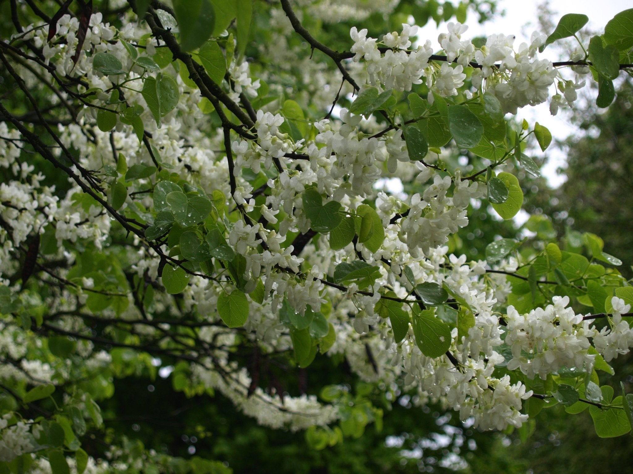 Cercis canadensis 'Alba' - Herrenkamper Gärten - Pflanzenraritäten