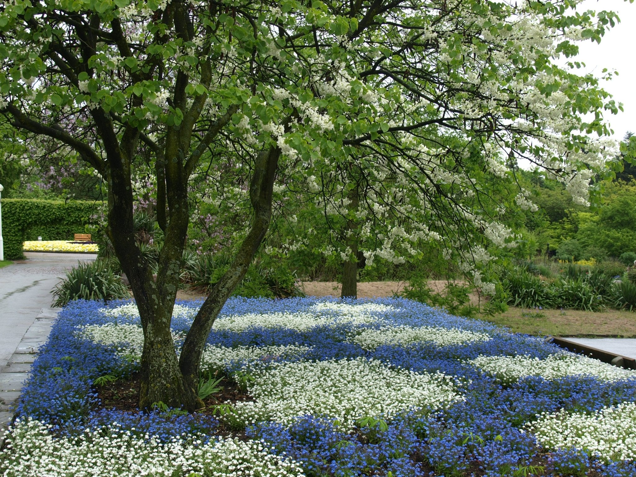 Cercis canadensis 'Alba' - Herrenkamper Gärten - Pflanzenraritäten