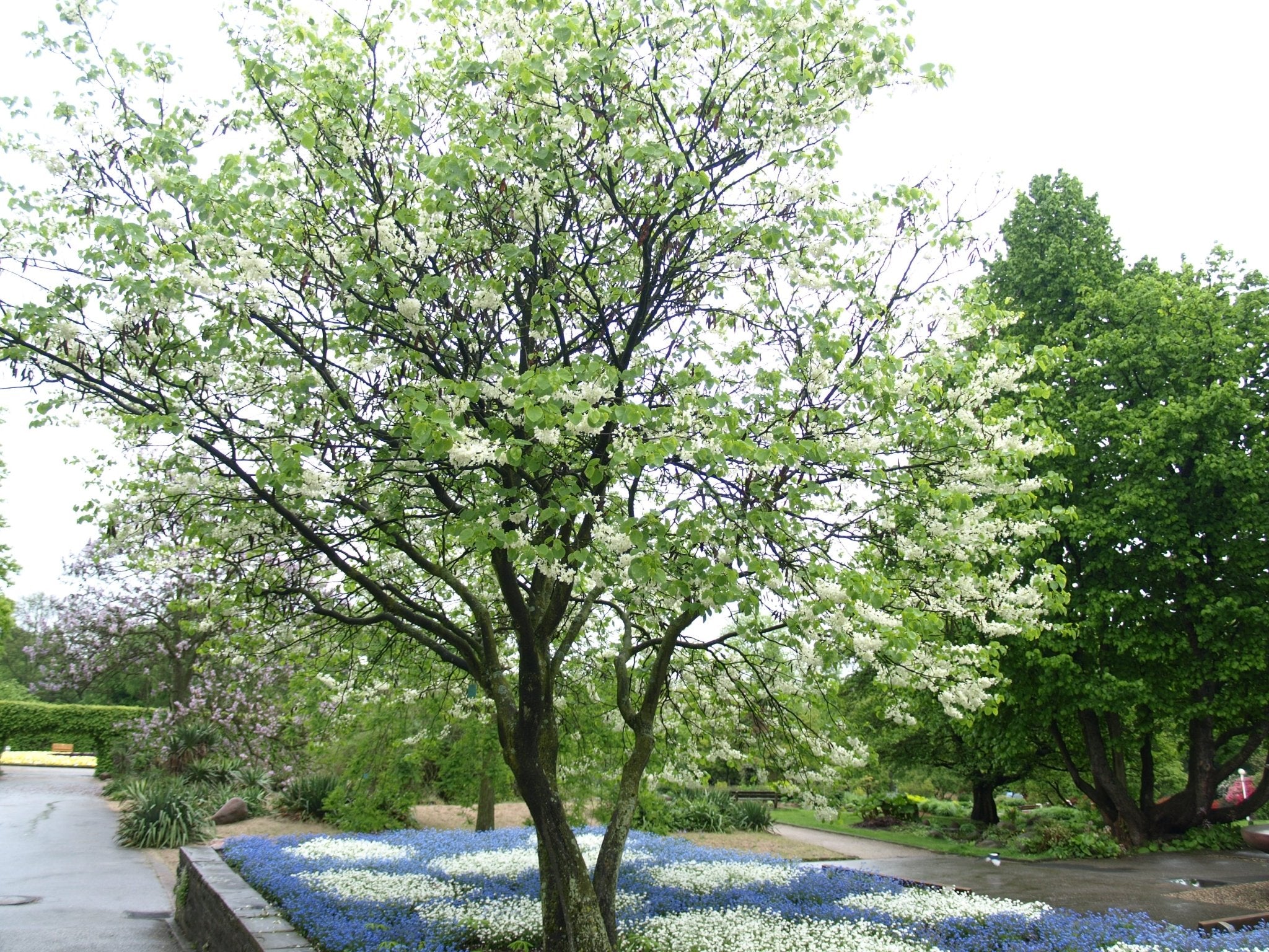 Cercis canadensis 'Alba' - Herrenkamper Gärten - Pflanzenraritäten