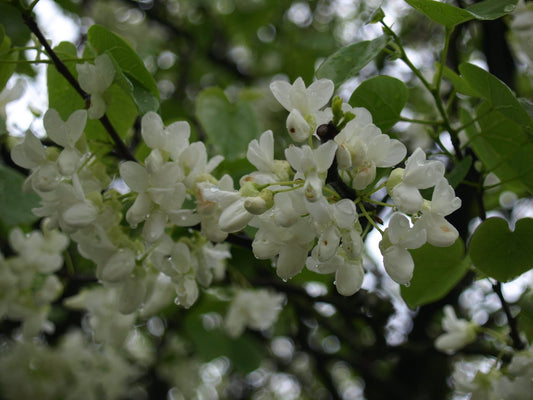 Cercis canadensis 'Alba' - Herrenkamper Gärten - Pflanzenraritäten