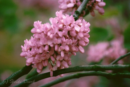 Cercis chinensis - Herrenkamper Gärten - Pflanzenraritäten