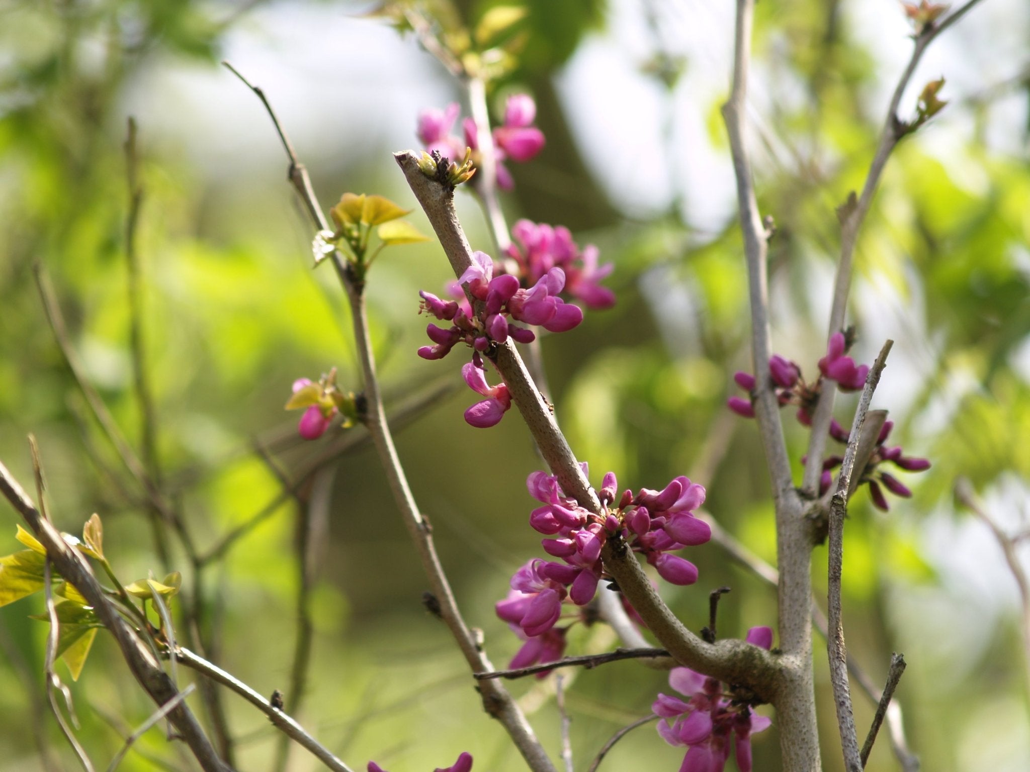 Cercis gigantea - Herrenkamper Gärten - Pflanzenraritäten