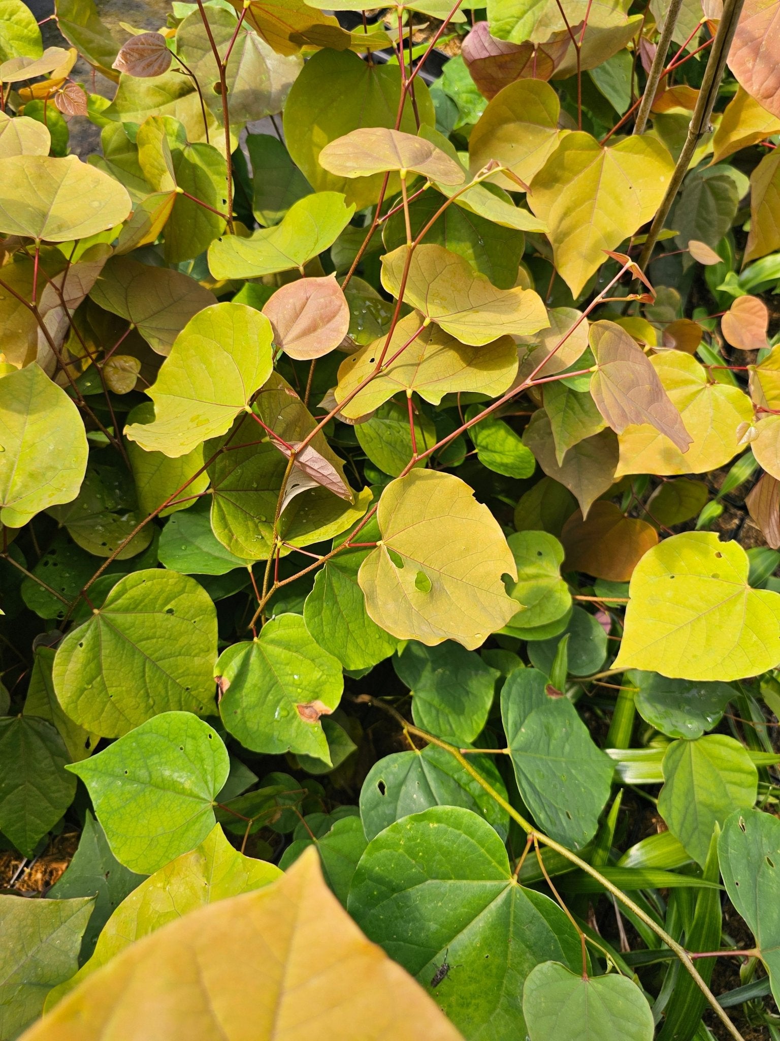 Cercis gigantea - Herrenkamper Gärten - Pflanzenraritäten