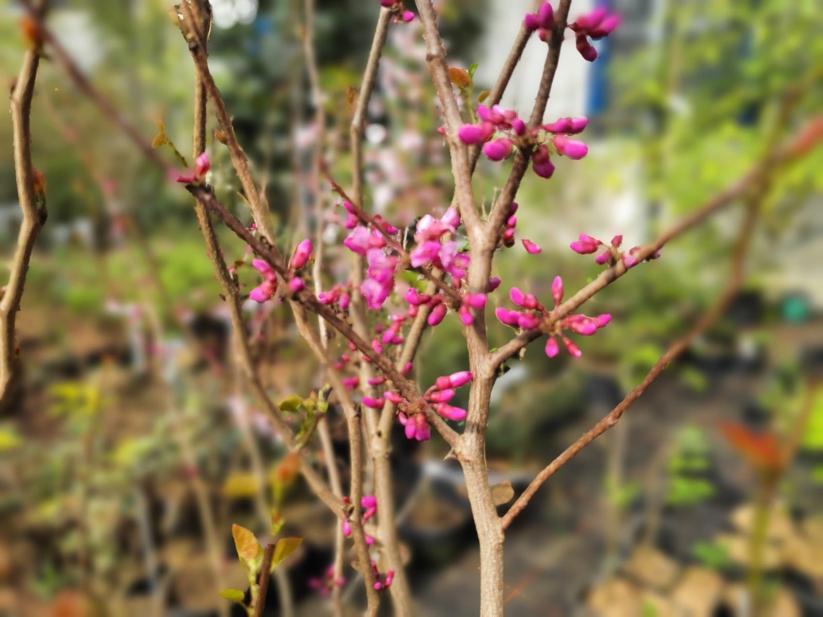 Cercis glabra (syn.: Cercis yunnanensis) - Herrenkamper Gärten - Pflanzenraritäten