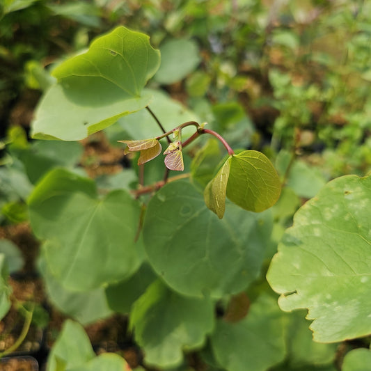 Cercis occidentalis - Herrenkamper Gärten - Pflanzenraritäten