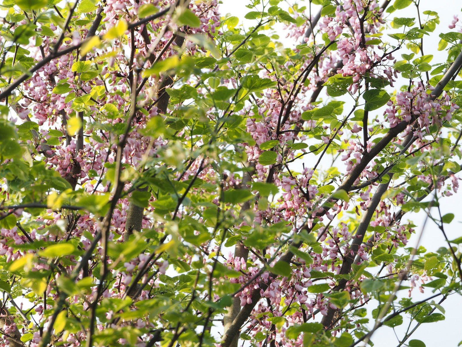 Cercis racemosa - Herrenkamper Gärten - Pflanzenraritäten