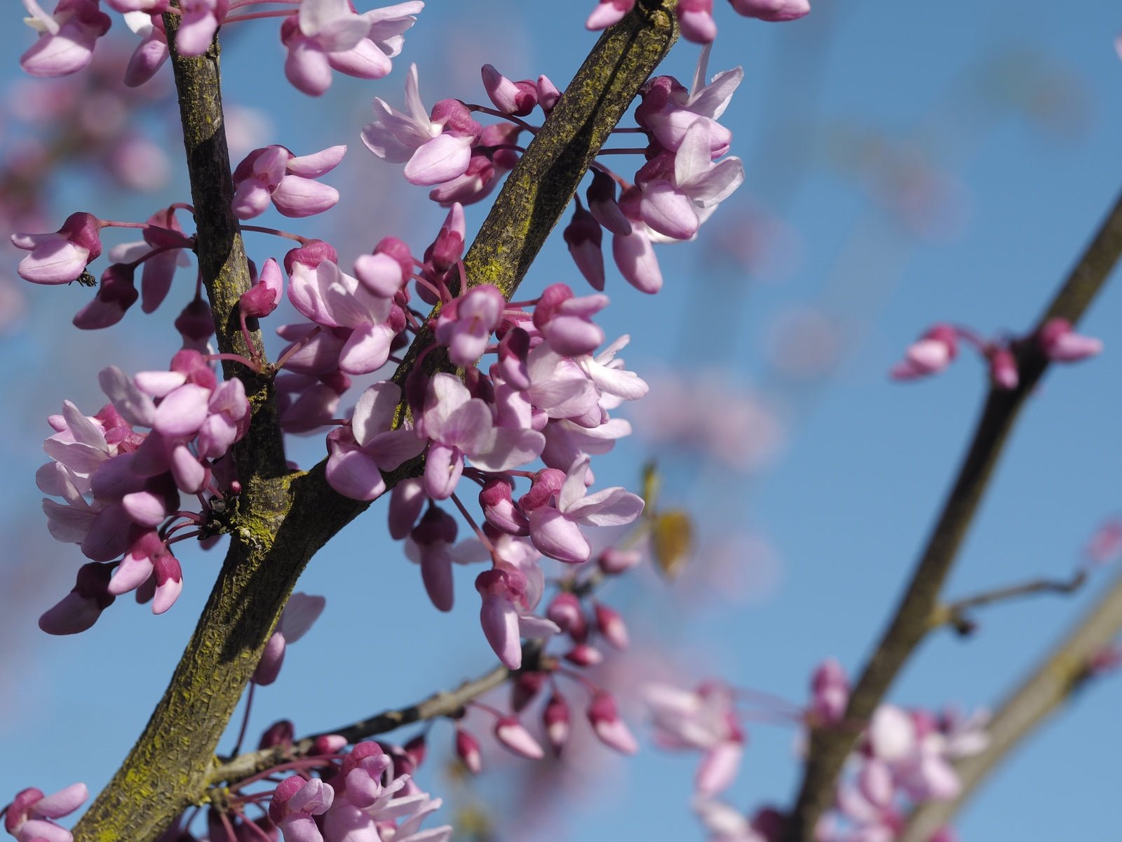 Cercis racemosa - Herrenkamper Gärten - Pflanzenraritäten