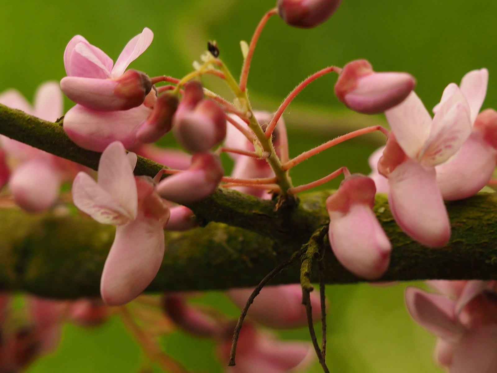 Cercis racemosa - Herrenkamper Gärten - Pflanzenraritäten