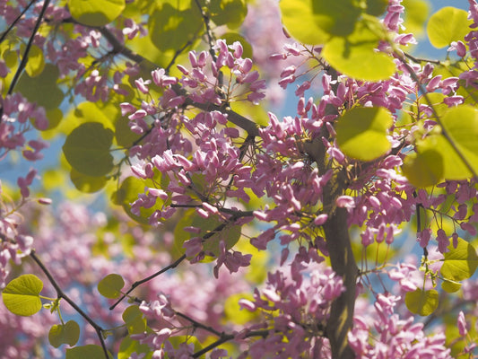 Cercis racemosa - Herrenkamper Gärten - Pflanzenraritäten