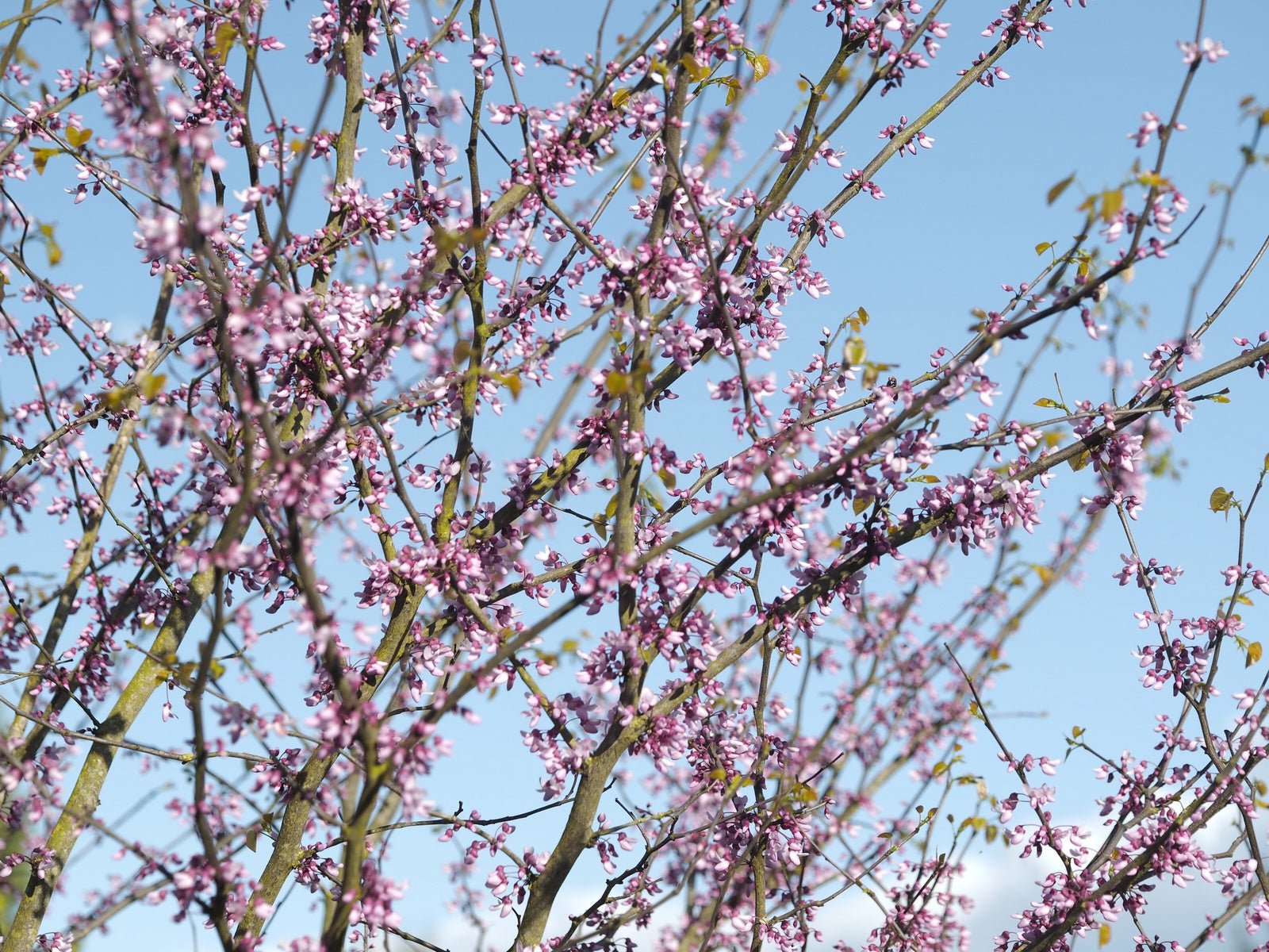 Cercis racemosa - Herrenkamper Gärten - Pflanzenraritäten