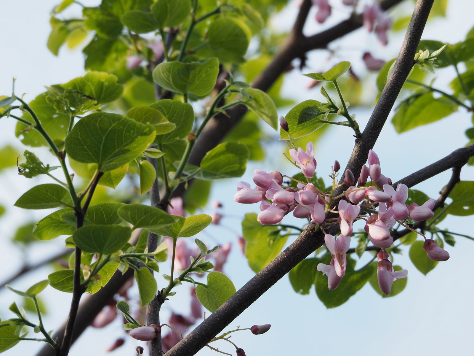 Cercis racemosa - Herrenkamper Gärten - Pflanzenraritäten