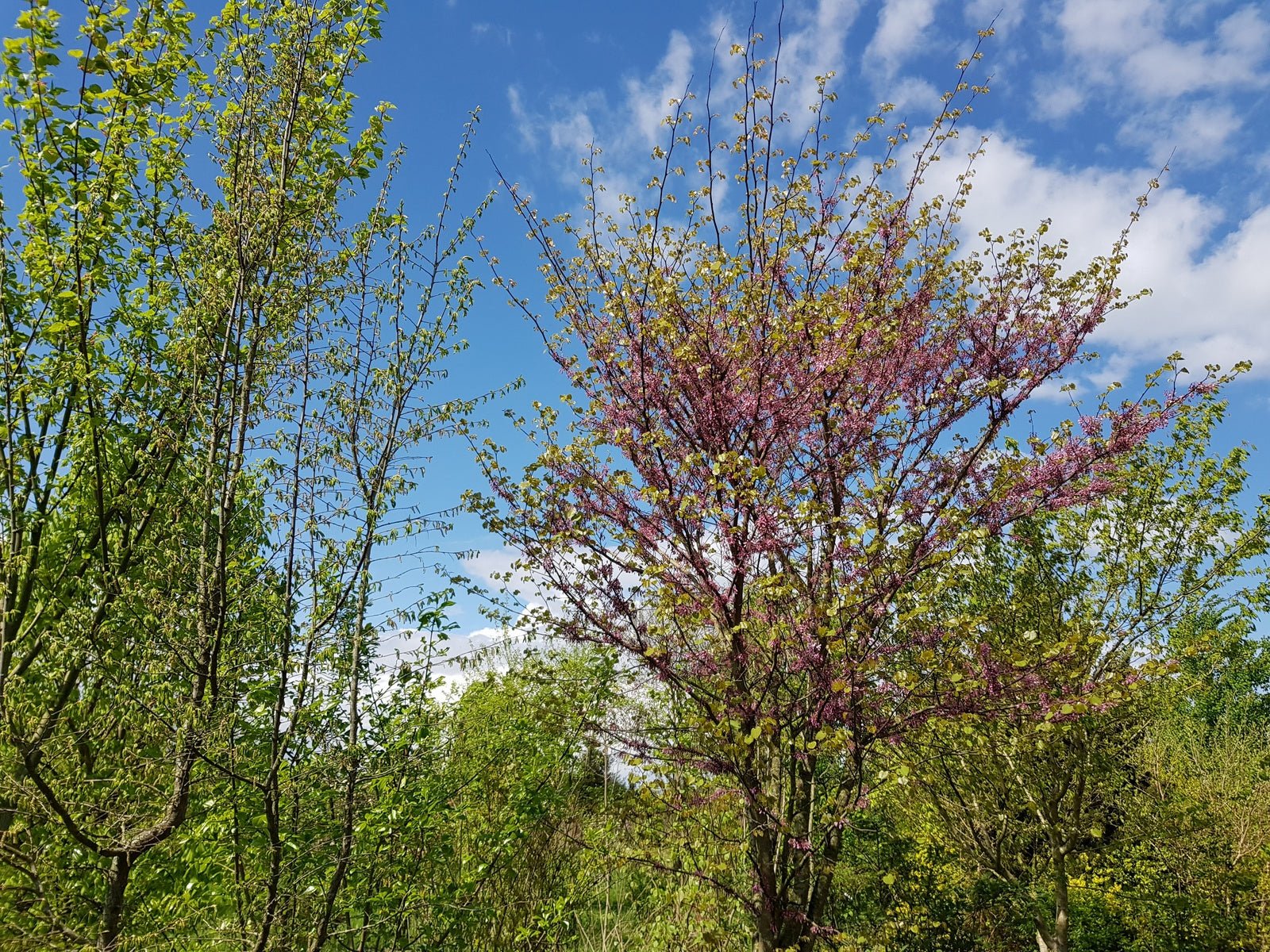 Cercis racemosa - Herrenkamper Gärten - Pflanzenraritäten