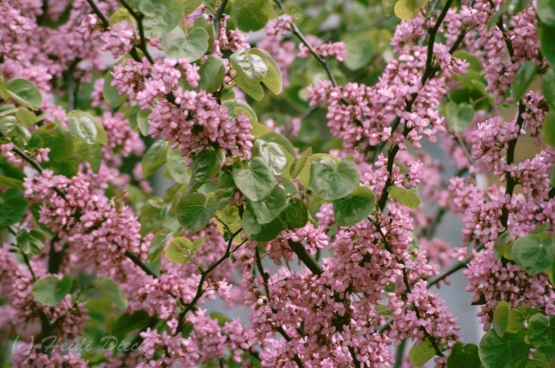 Cercis siliquastrum - Herrenkamper Gärten - Pflanzenraritäten