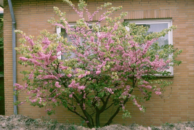 Cercis siliquastrum - Herrenkamper Gärten - Pflanzenraritäten