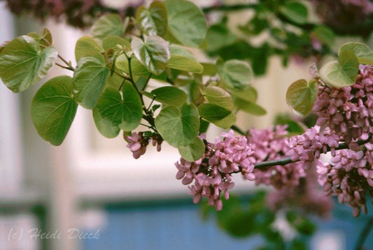 Cercis siliquastrum - Herrenkamper Gärten - Pflanzenraritäten