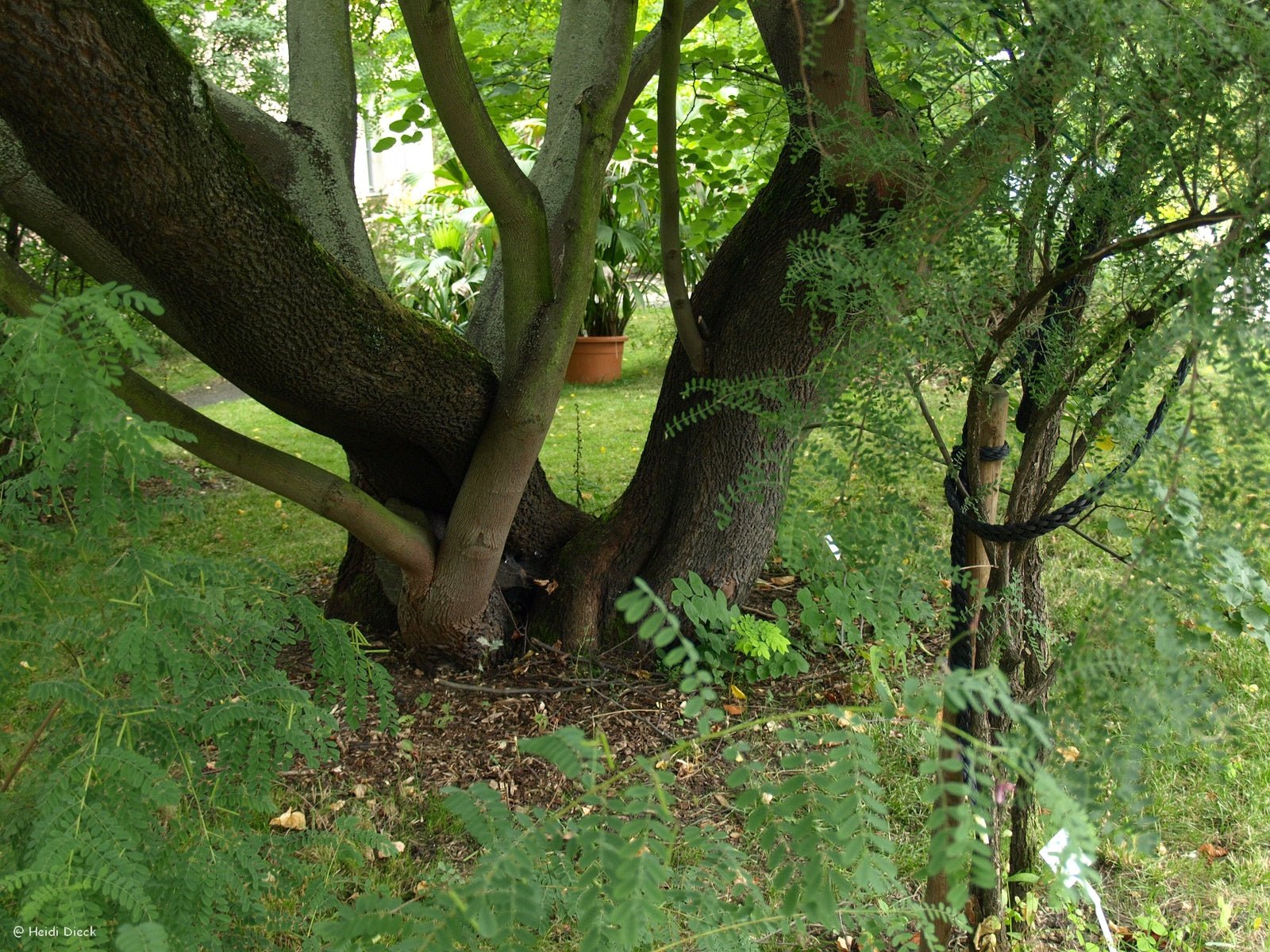 Cercis siliquastrum - Herrenkamper Gärten - Pflanzenraritäten