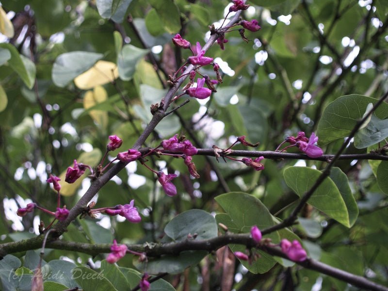 Cercis siliquastrum - Herrenkamper Gärten - Pflanzenraritäten