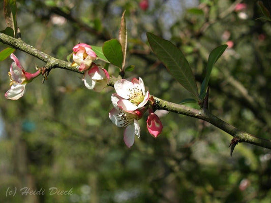 Chaenomeles cathayana - Herrenkamper Gärten - Pflanzenraritäten