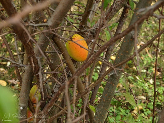 Chaenomeles speciosa - Herrenkamper Gärten - Pflanzenraritäten