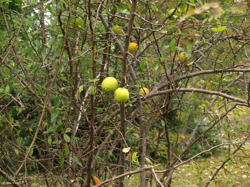 Chaenomeles speciosa - Herrenkamper Gärten - Pflanzenraritäten