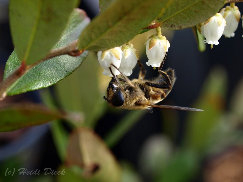 Chamaedaphne calyculata 'Nana' - Herrenkamper Gärten - Pflanzenraritäten