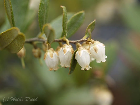 Chamaedaphne calyculata 'Nana' - Herrenkamper Gärten - Pflanzenraritäten