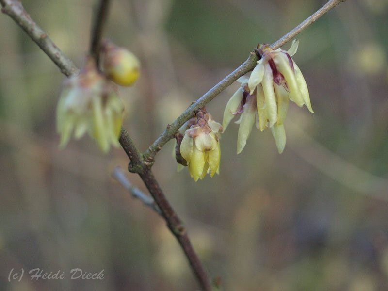 Chimonanthus praecox - Herrenkamper Gärten - Pflanzenraritäten