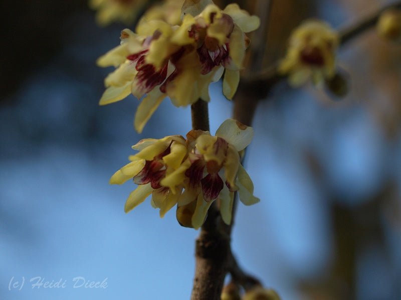 Chimonanthus praecox - Herrenkamper Gärten - Pflanzenraritäten