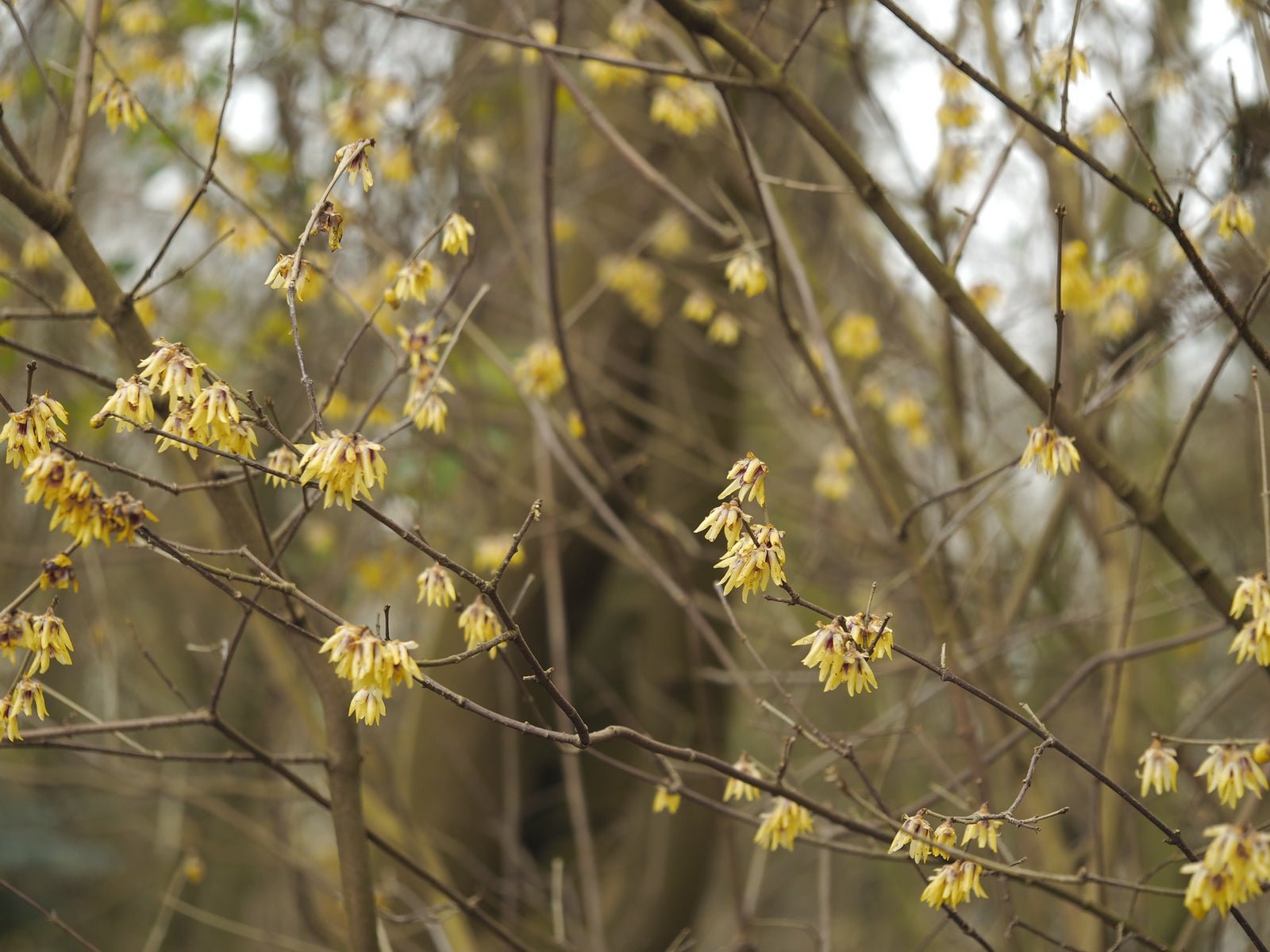 Chimonanthus praecox - Herrenkamper Gärten - Pflanzenraritäten