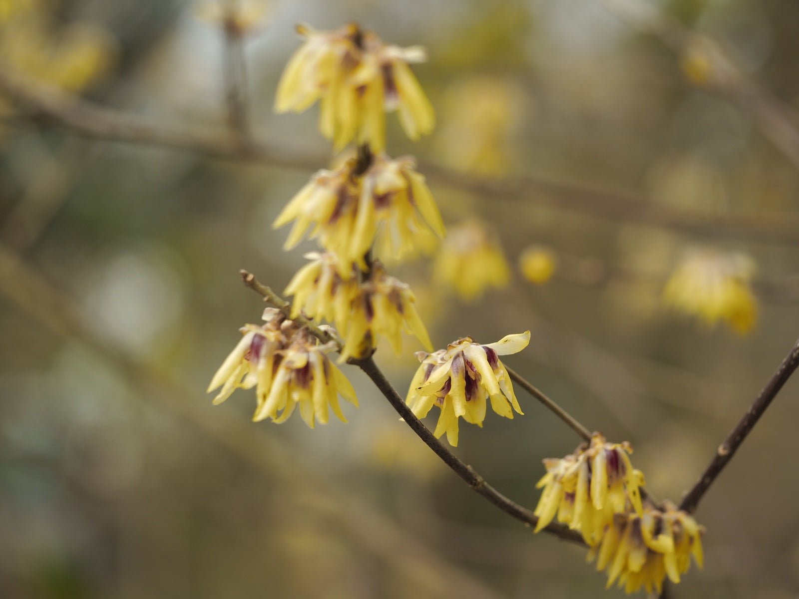 Chimonanthus praecox - Herrenkamper Gärten - Pflanzenraritäten