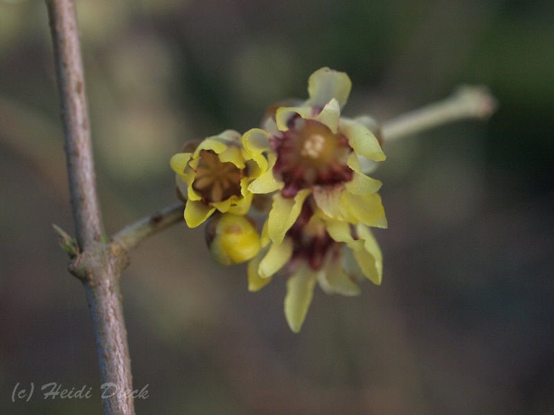 Chimonanthus praecox - Herrenkamper Gärten - Pflanzenraritäten