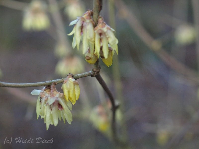 Chimonanthus praecox - Herrenkamper Gärten - Pflanzenraritäten