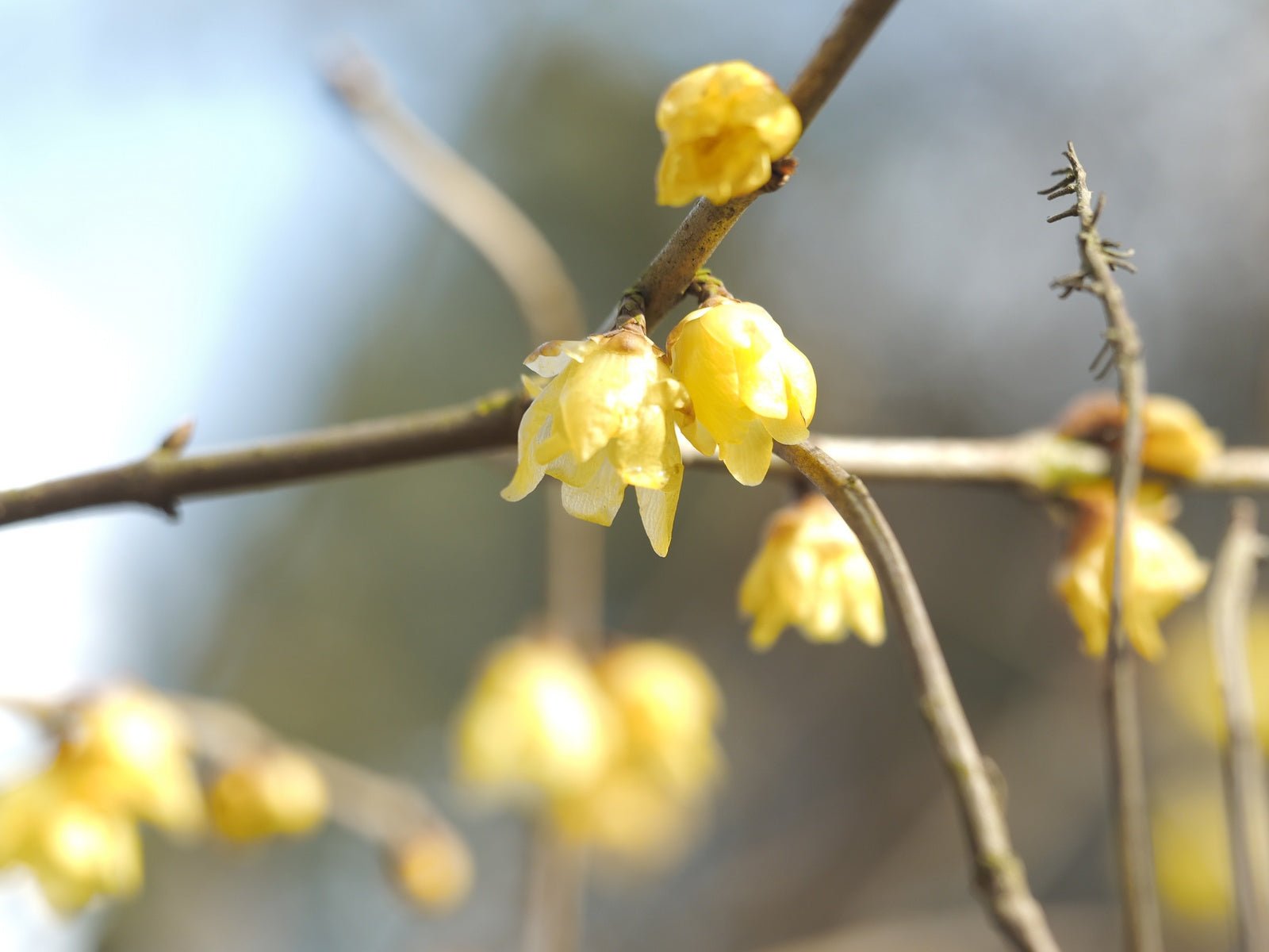 Chimonanthus praecox ex. 'Luteus' - Herrenkamper Gärten - Pflanzenraritäten