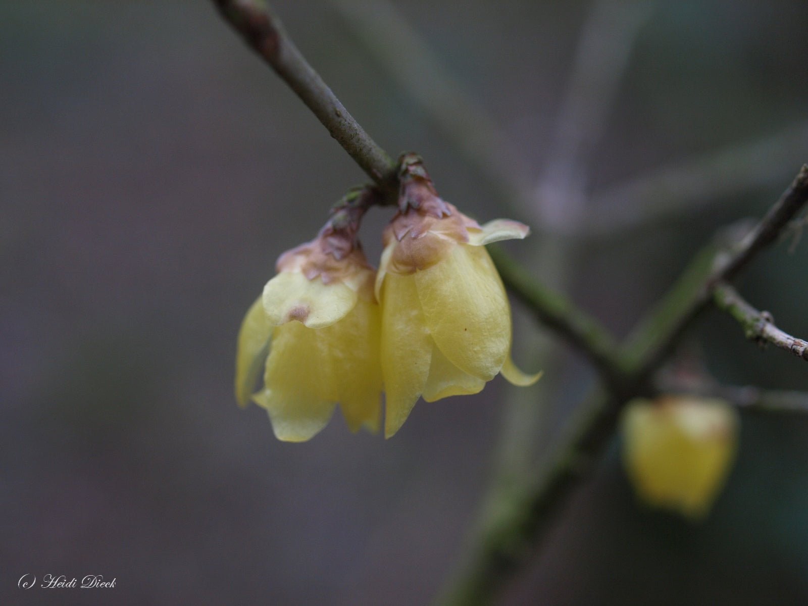 Chimonanthus praecox ex. 'Luteus' - Herrenkamper Gärten - Pflanzenraritäten